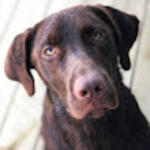 Meet your Posher, Hadley